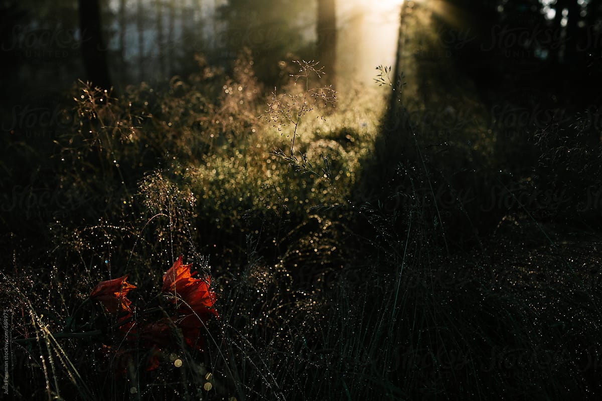 Romantic image of flowers in a forest at dawn.