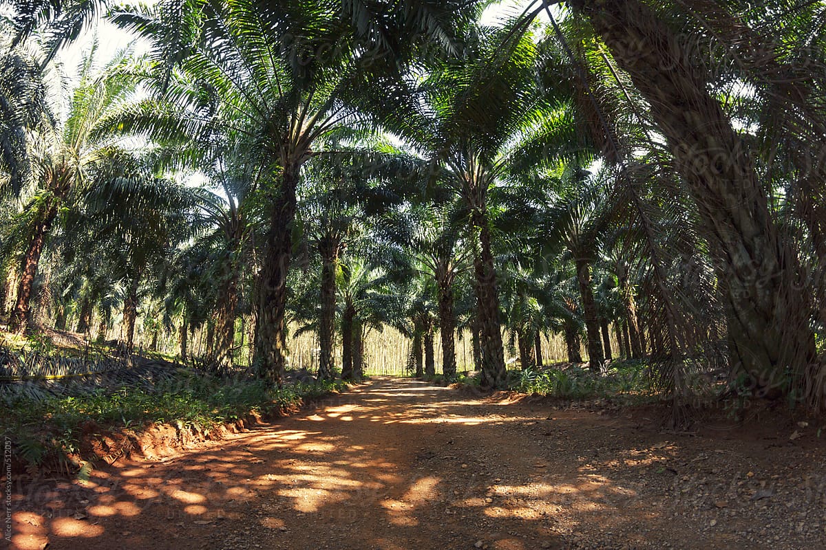 Sideroad through palm tree plantation