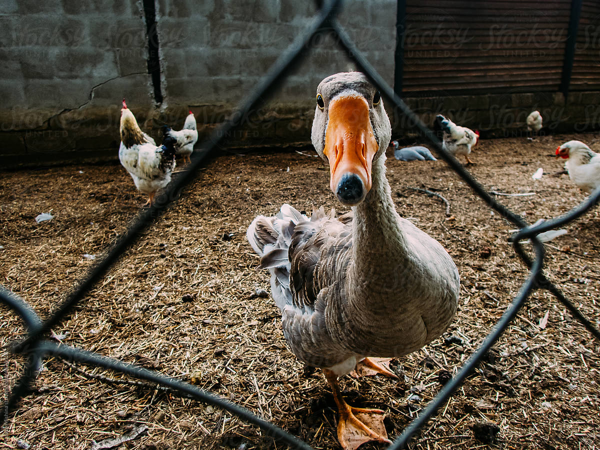 Goose in the chicken coop.