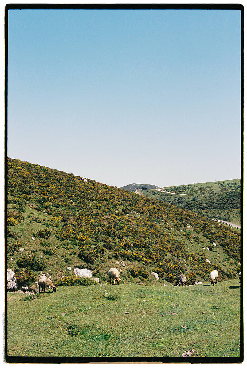 Sheeps grazing at Covadonga Lakes in European Peaks