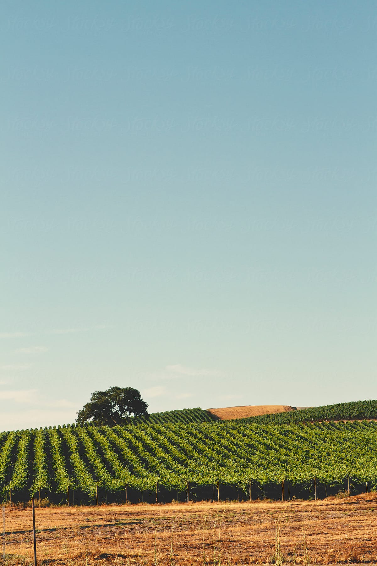 Vineyard Landscapes