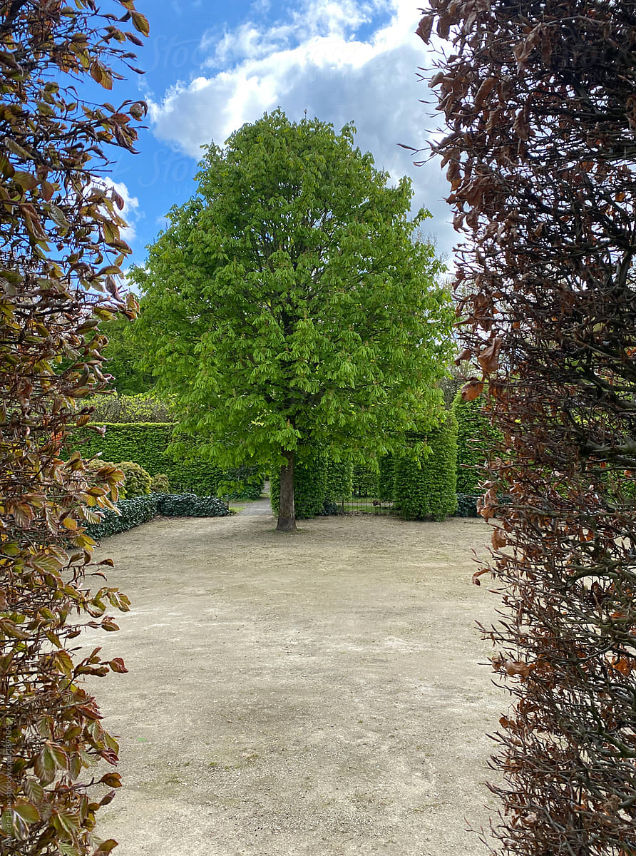 tree in park