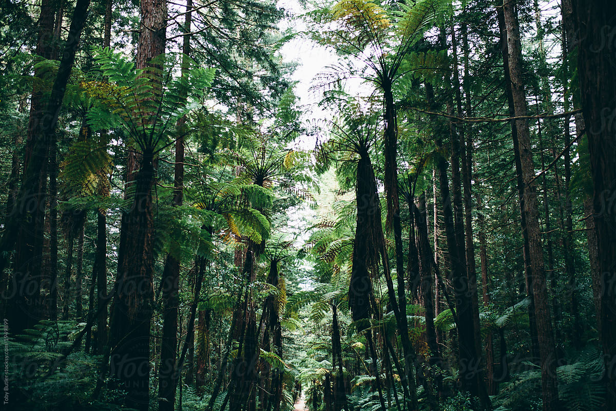 A pathway through dense forest.