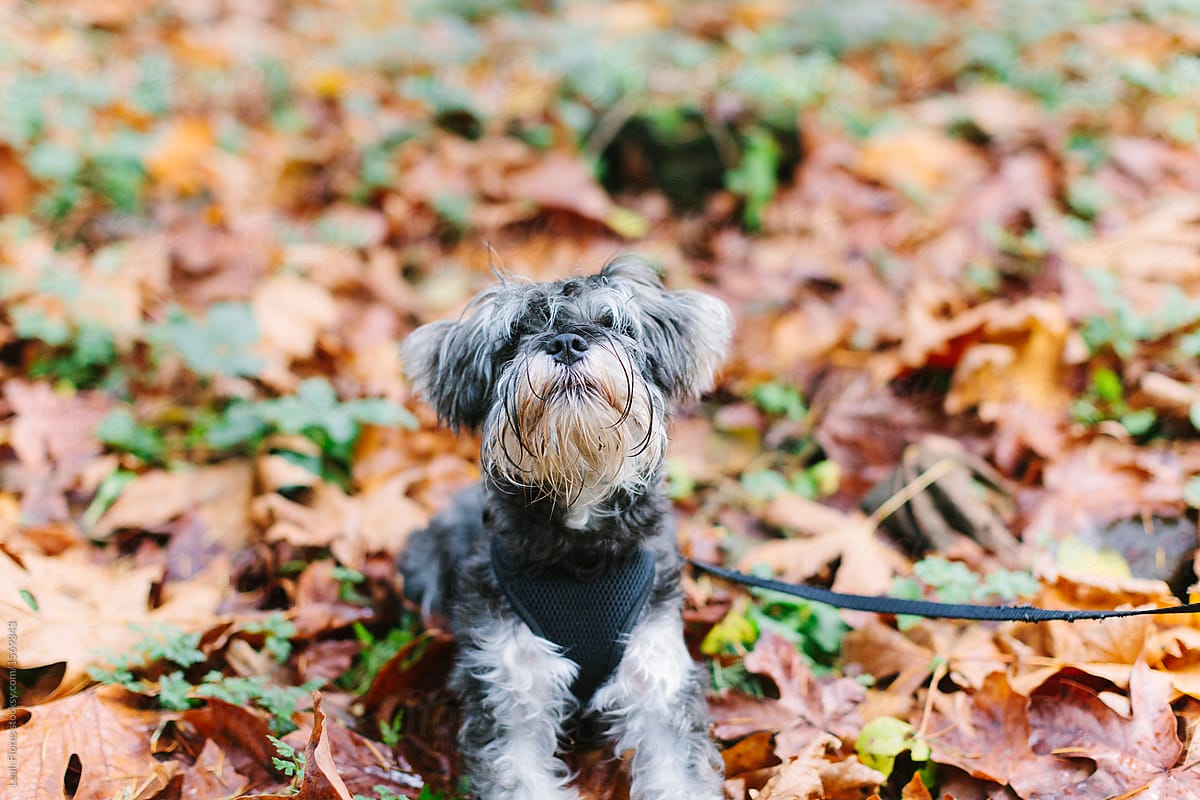 Cute Scrappy Dog Looking up in Fall Leaves