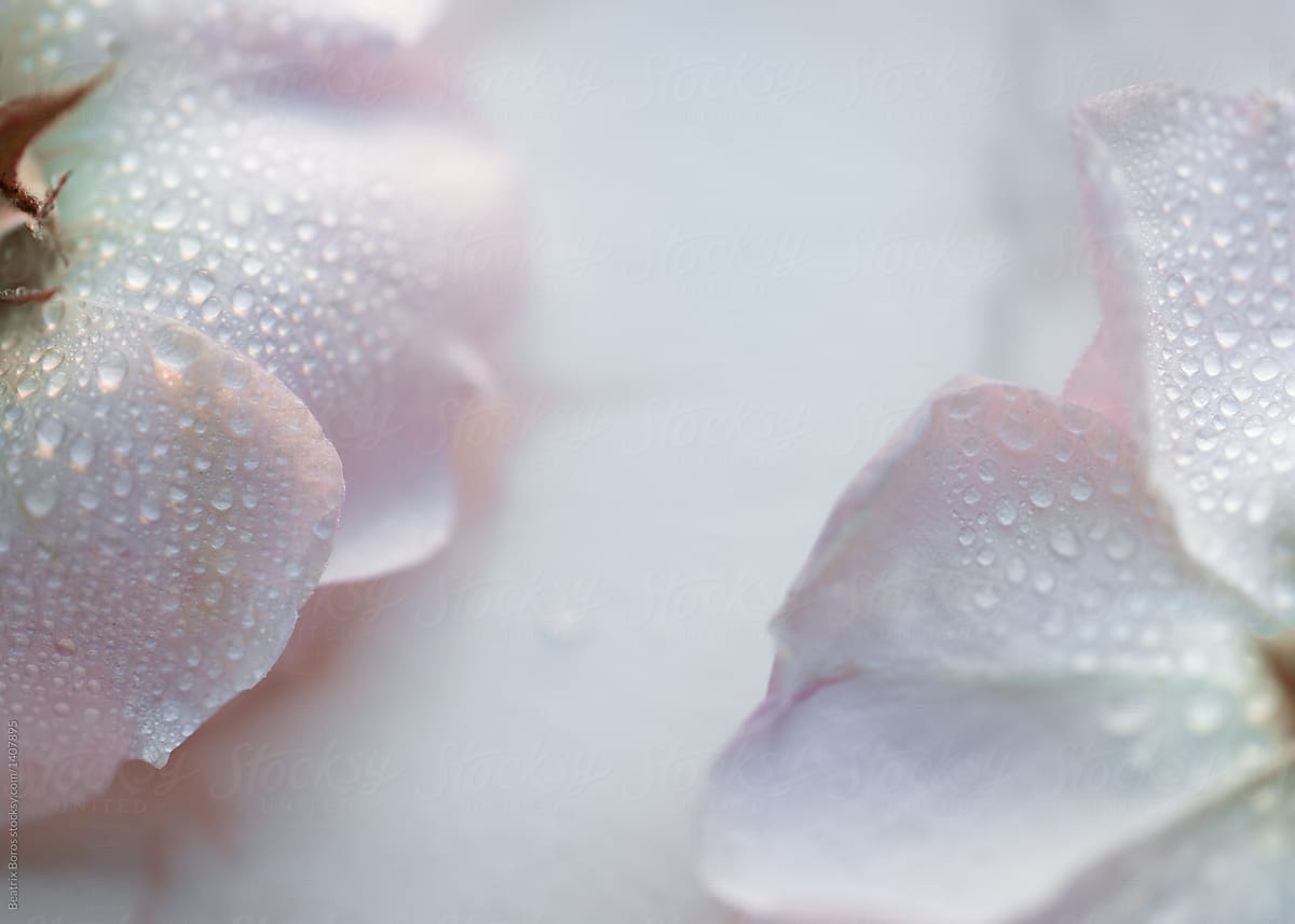 Closeup of Water Drop on Petals on white background