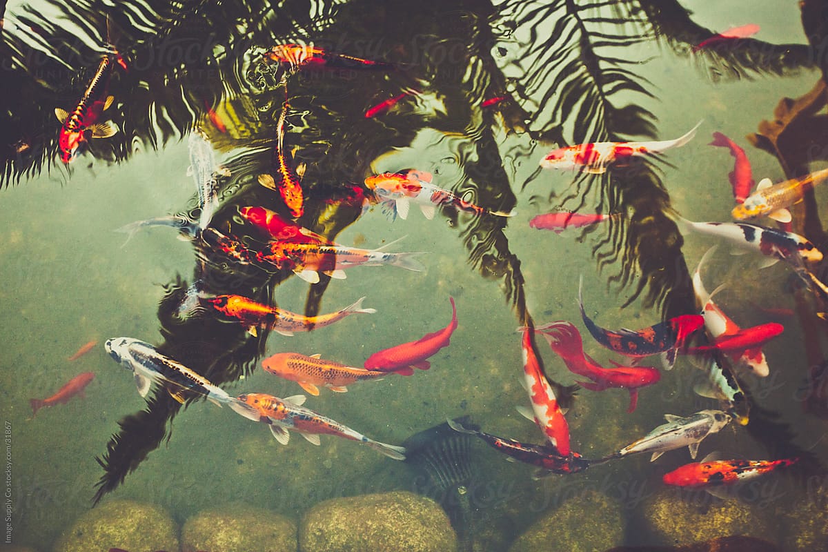 Colorful fish in pond
