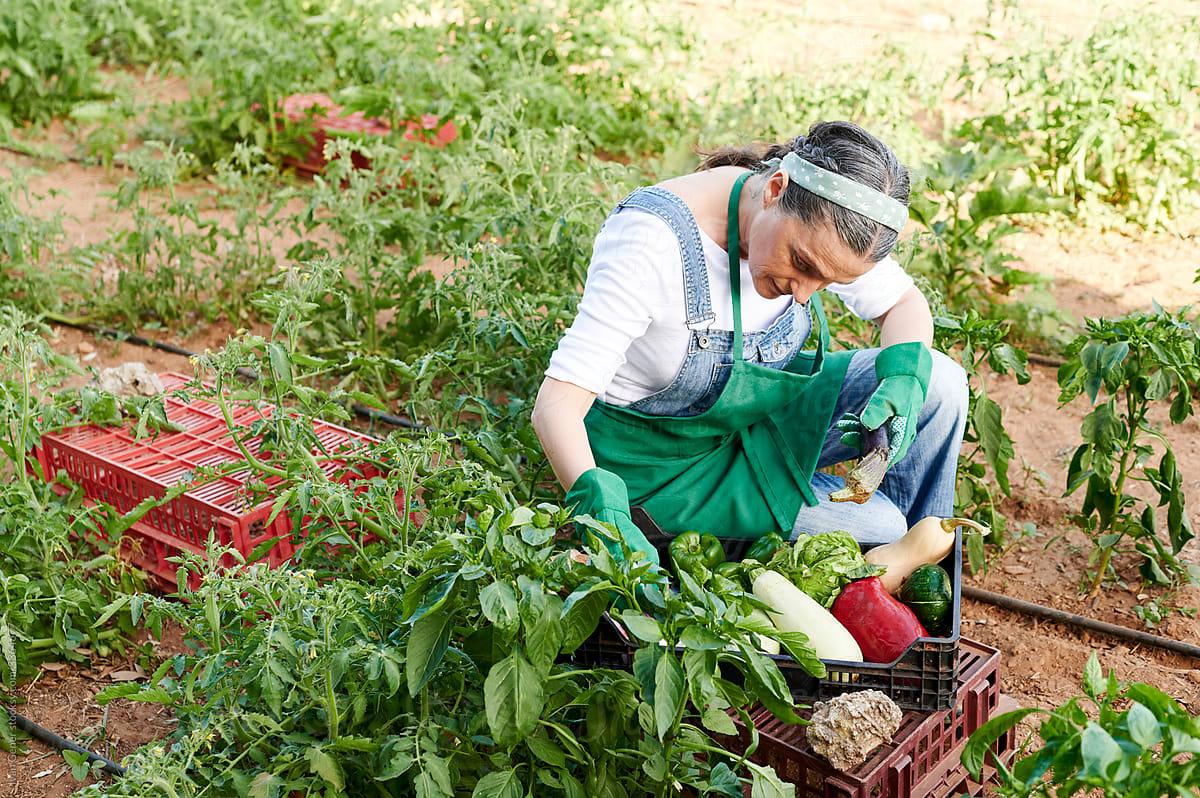 Woman picking vegetables from her organic garden