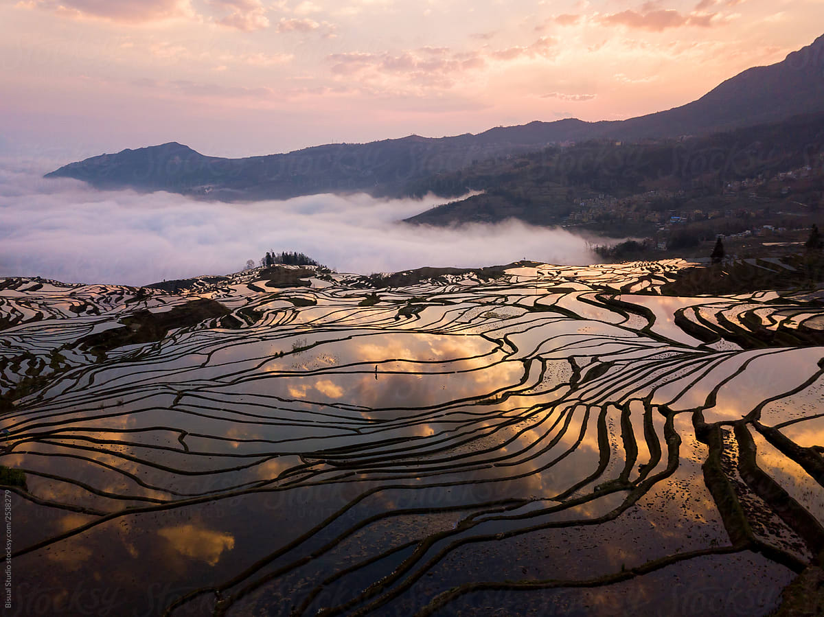 Watered terraced rice fields