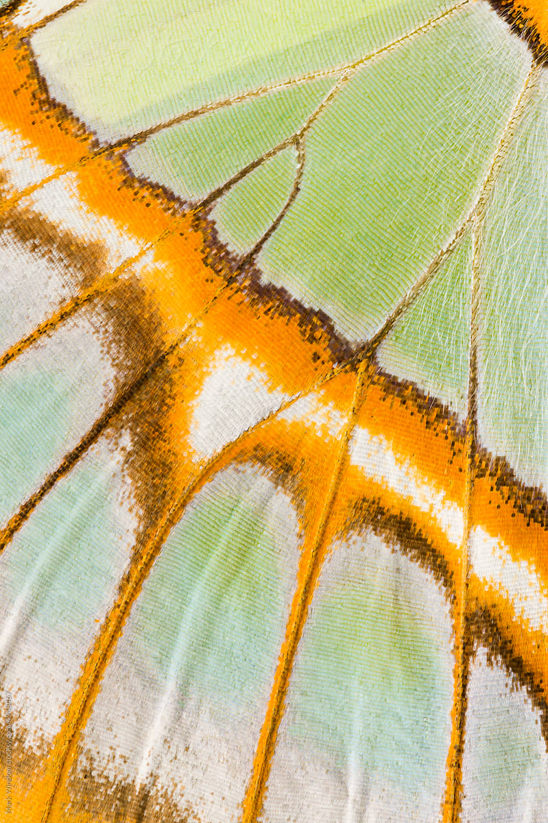 Butterfly Wing Pattern, close up