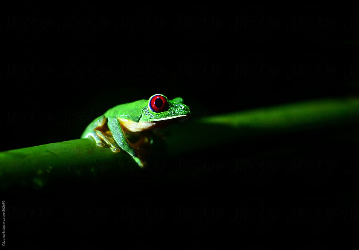 Portrait of Red-Eyed Tree Frog (Agalychnis callidryas) under the light at night