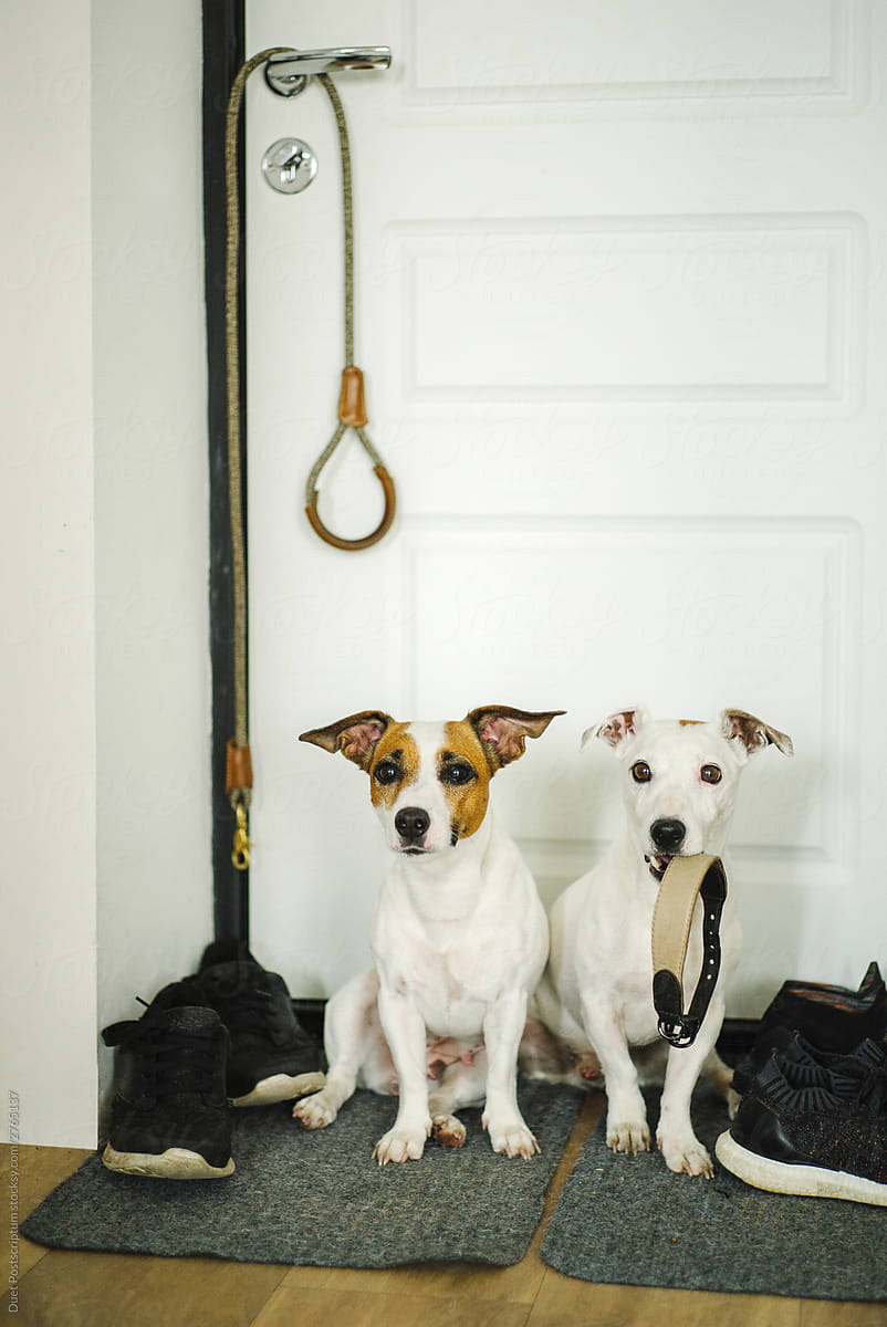 Dogs waiting for a walk.