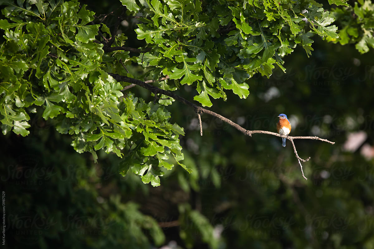Single blue bird on a tree branch