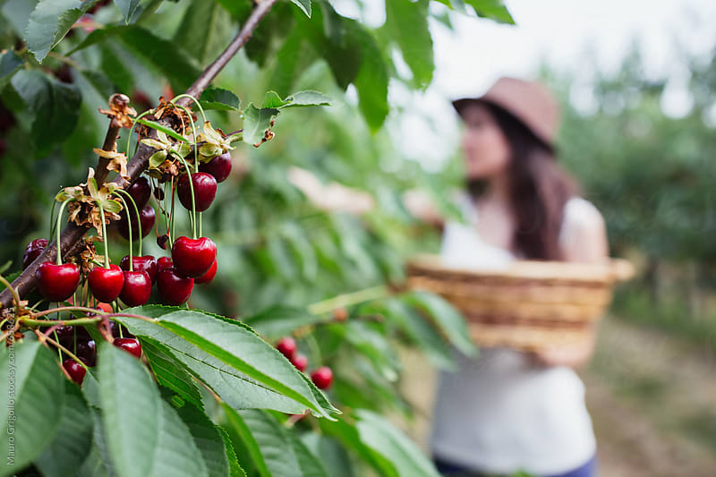 Woman Harvesting Cherries By Mauro Grigollo Cherry Harvesting