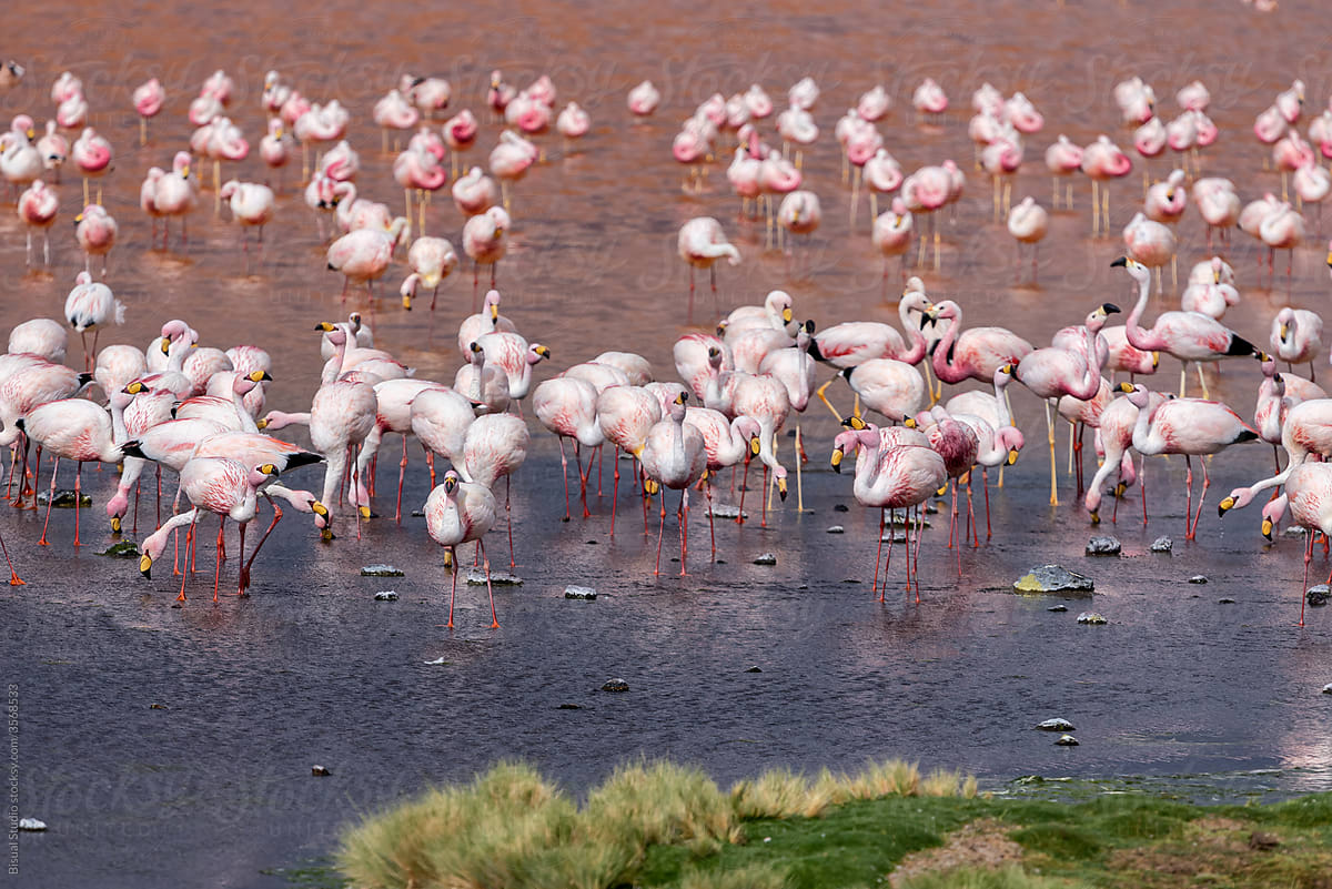 Flamingos on a pink lake