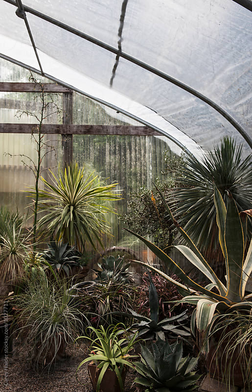 Plants In A Green House