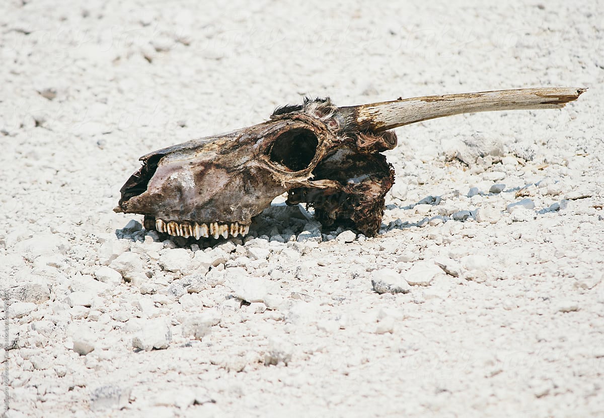 Skull of a dead animal on the ground in the arid desert on a bright day
