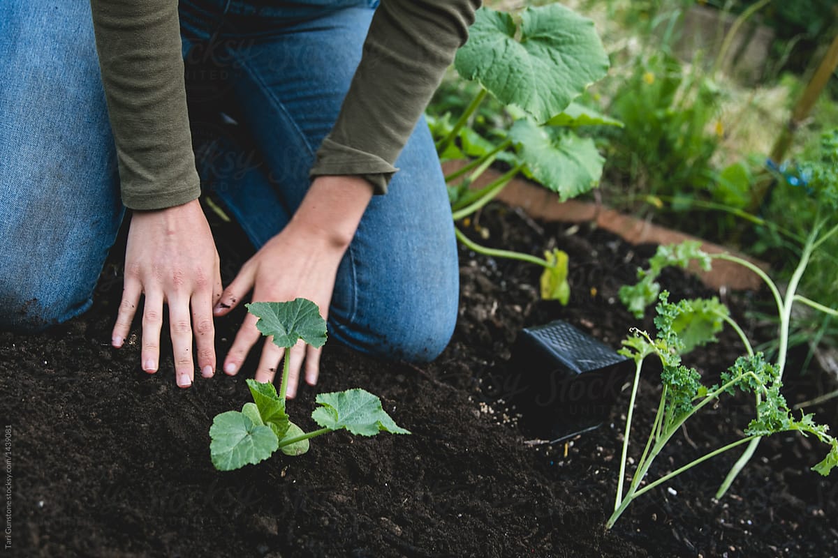 Planting the vegetable garden