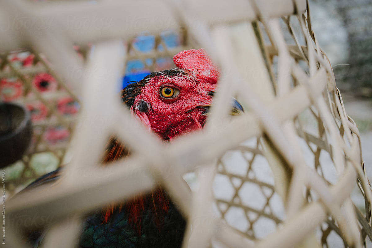 Caged rooster