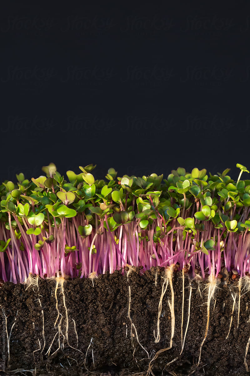 Microgreens, red cabbage
