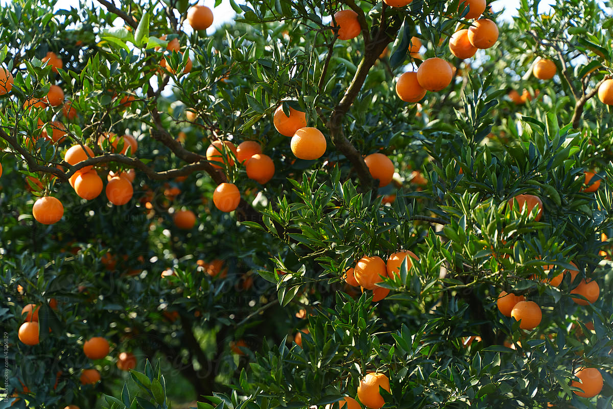 orange farm harvest
