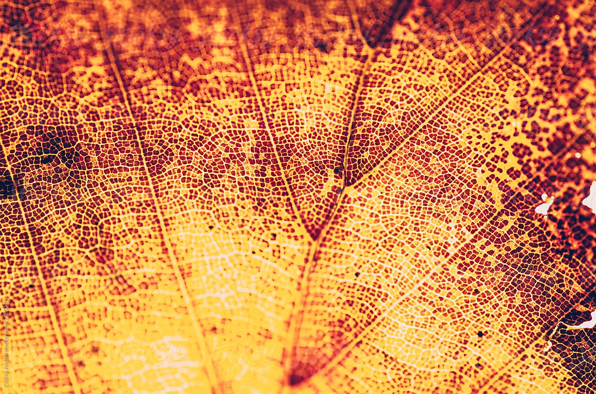 Autumn leaf texture