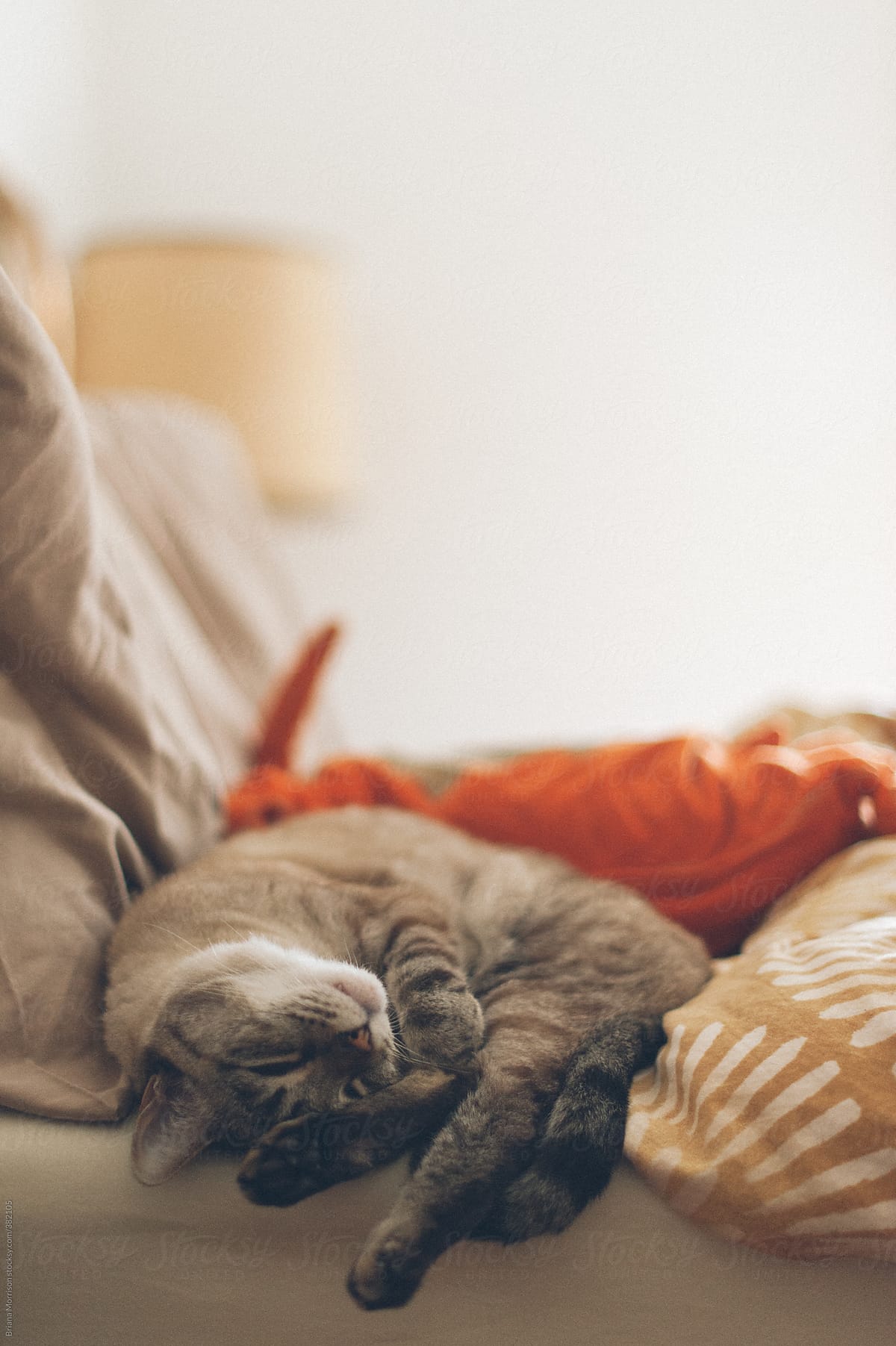 Cat Napping In A Big Bed