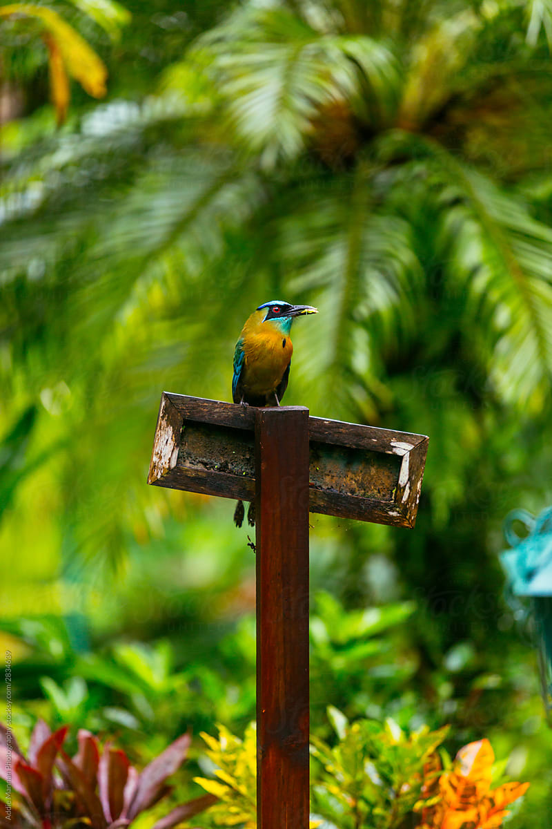 Tropical bird Vertical