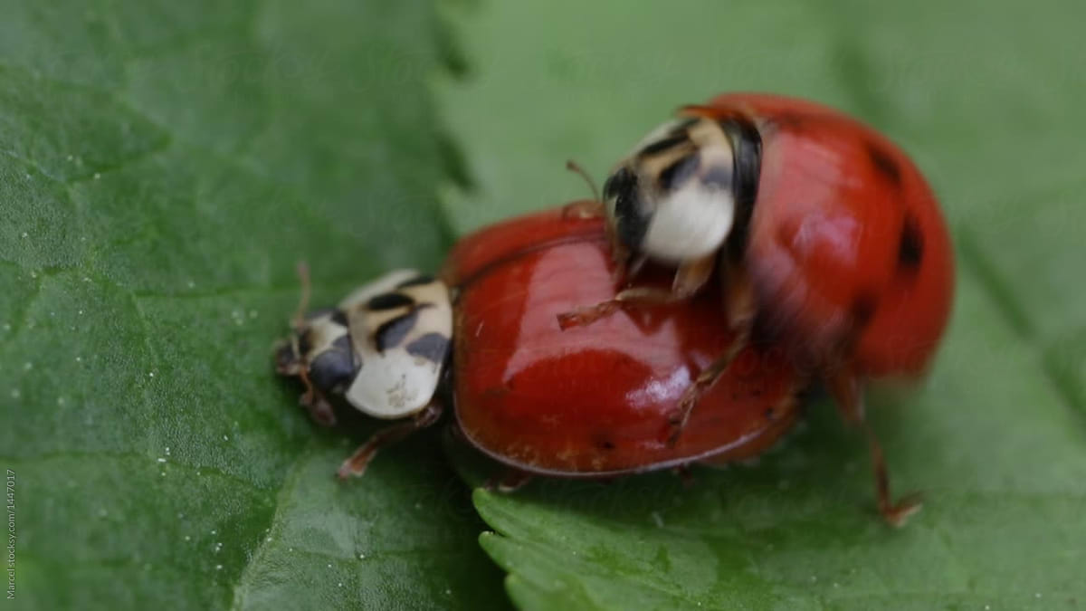 Ladybug sexes