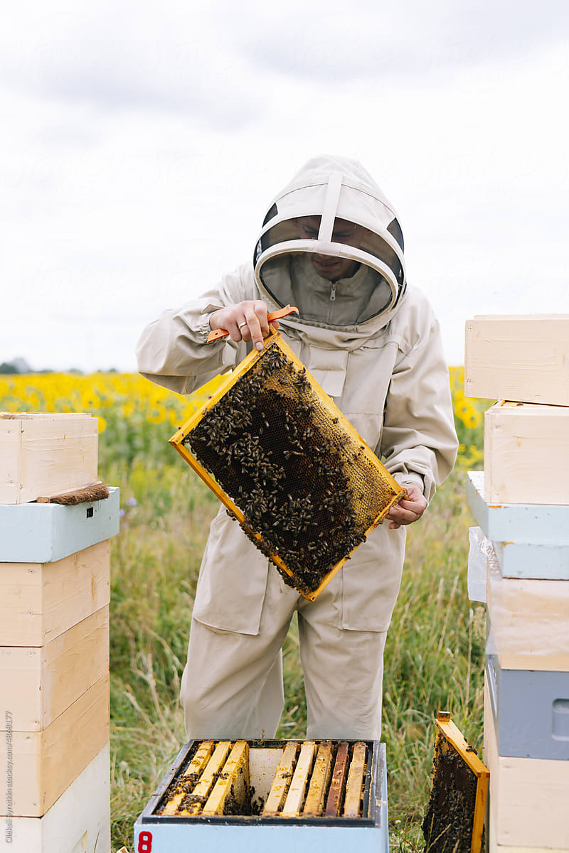Apiarist honeycomb apiculture production