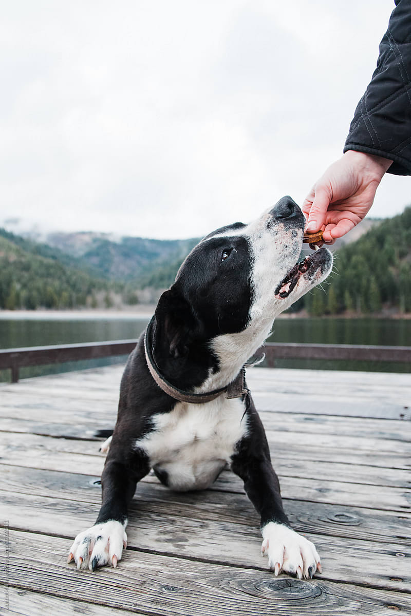 A dog eating treats