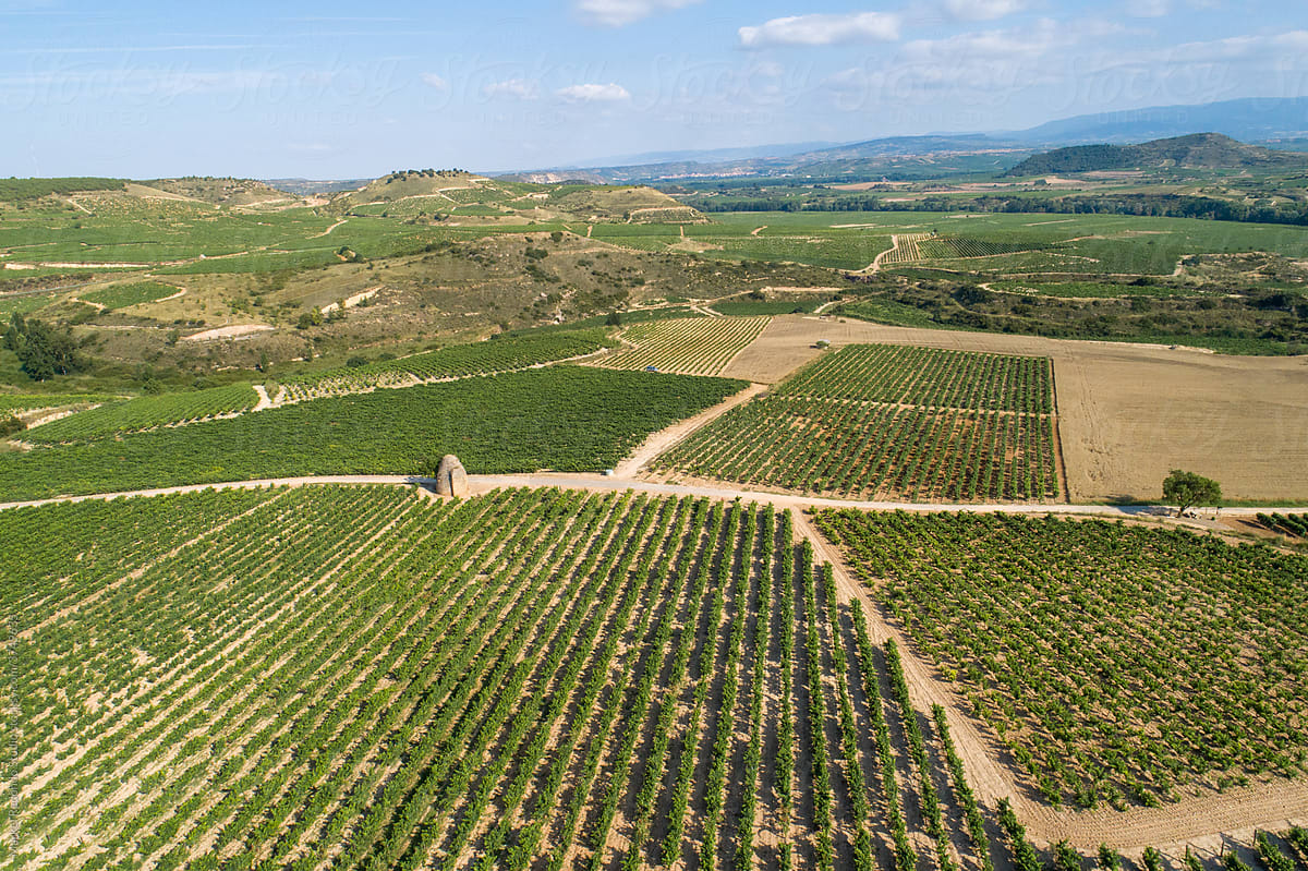 Vineyards La Rioja