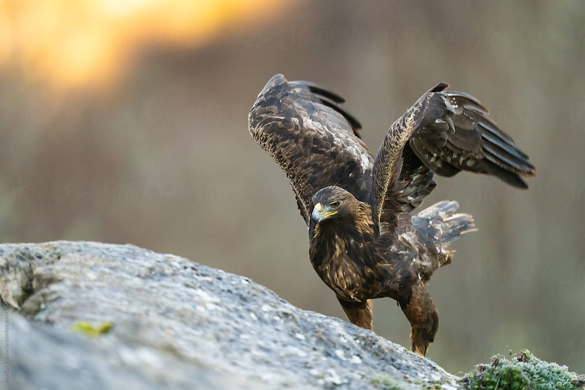 Golden Eagle In A Northern Spanish Mountain