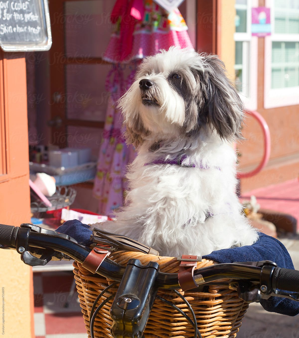 Cute little dog sitting in the basket of a bike
