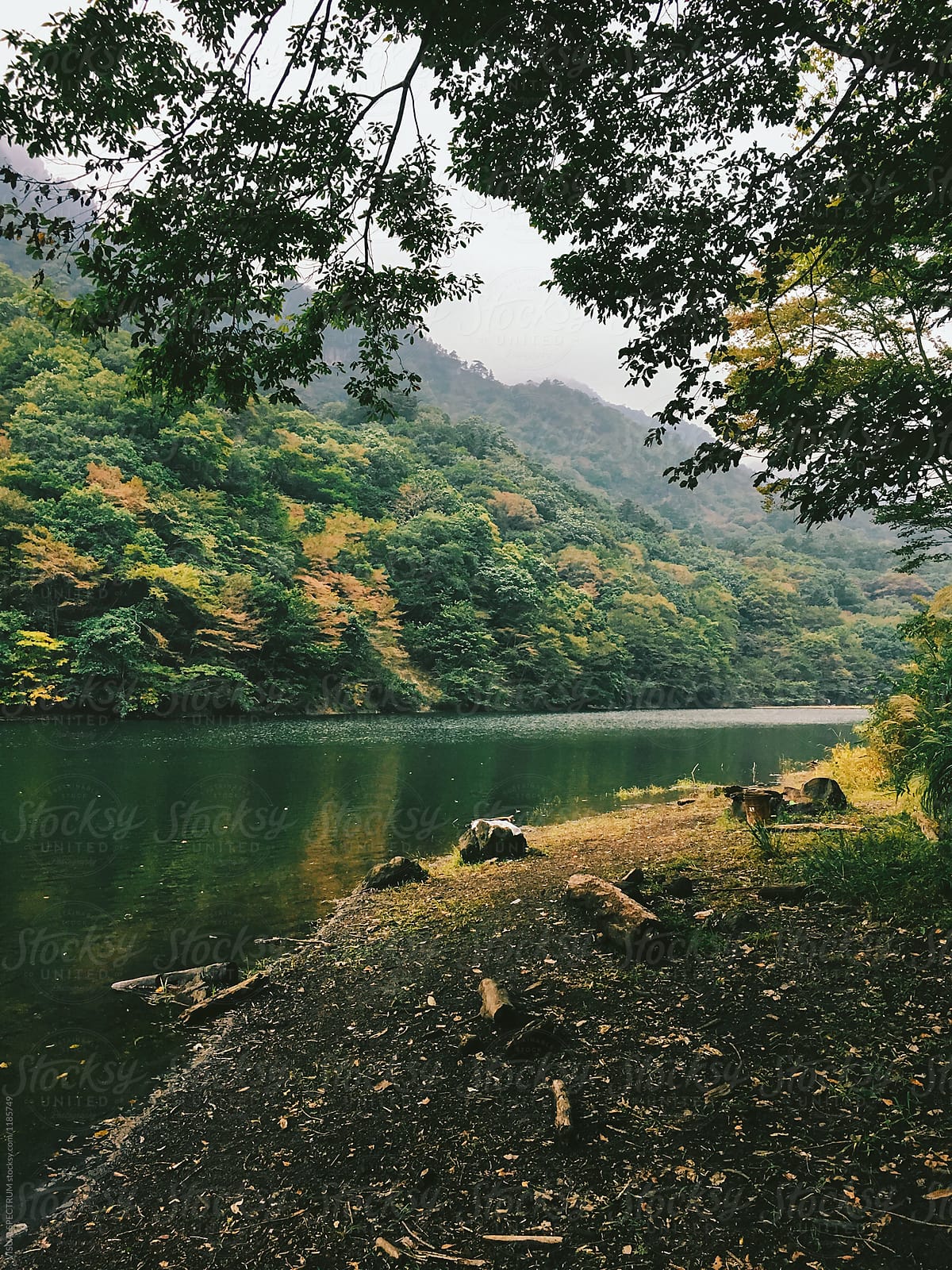 Japanese Forest in Autumn