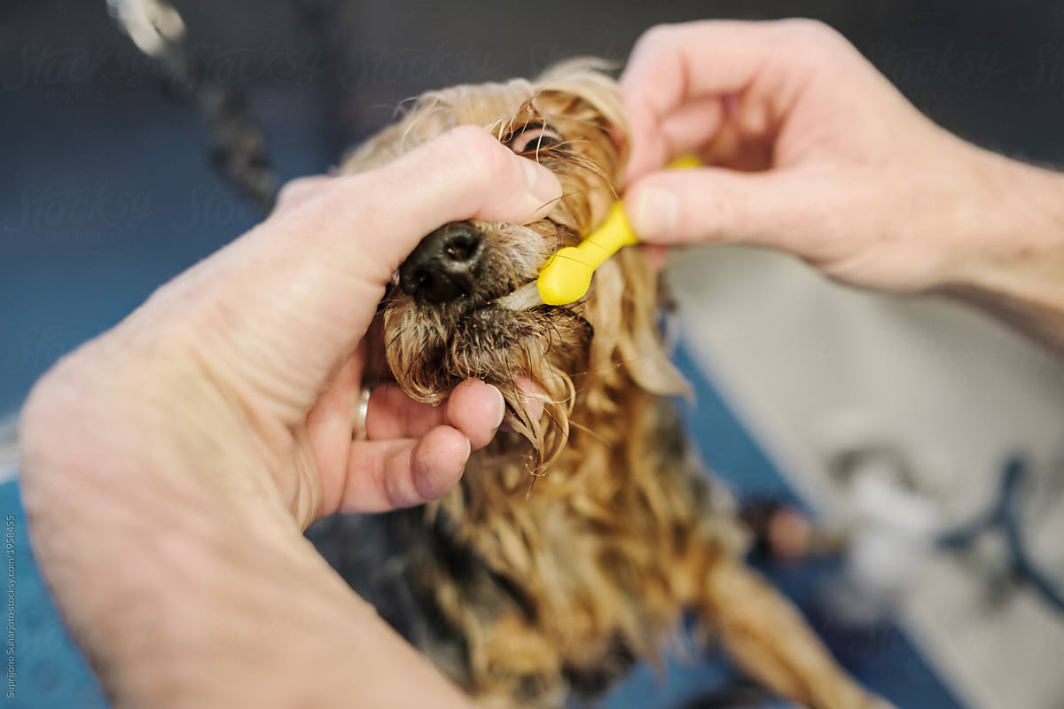 Small Business Pet Groomer Brushing Dog Teeth
