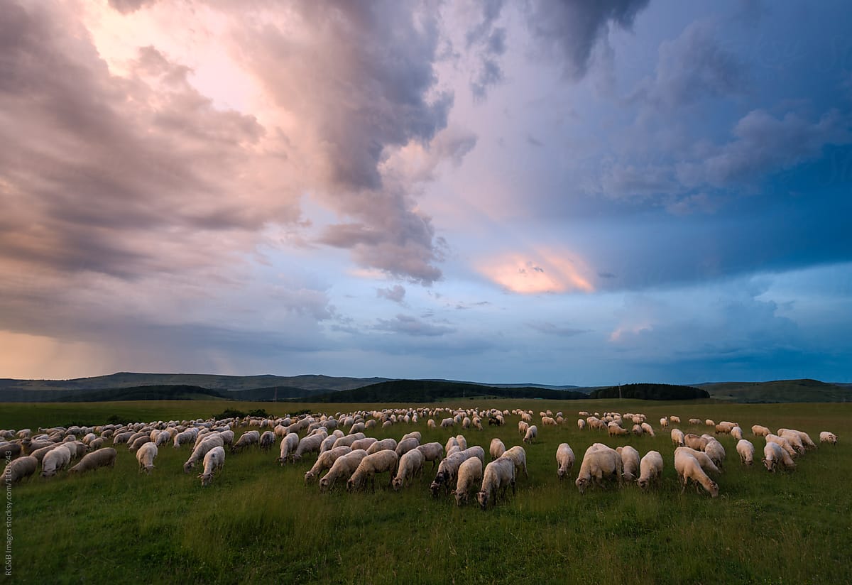 Herd of Sheep Grazing at dusk