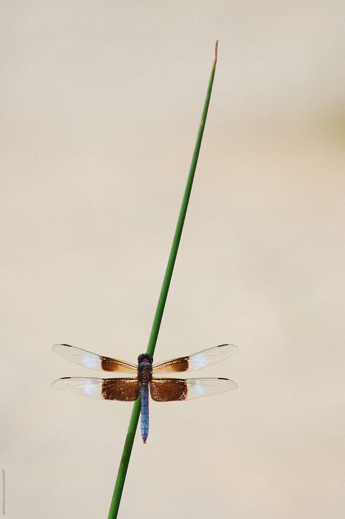 Widow Skimmer dragonfly on a reed