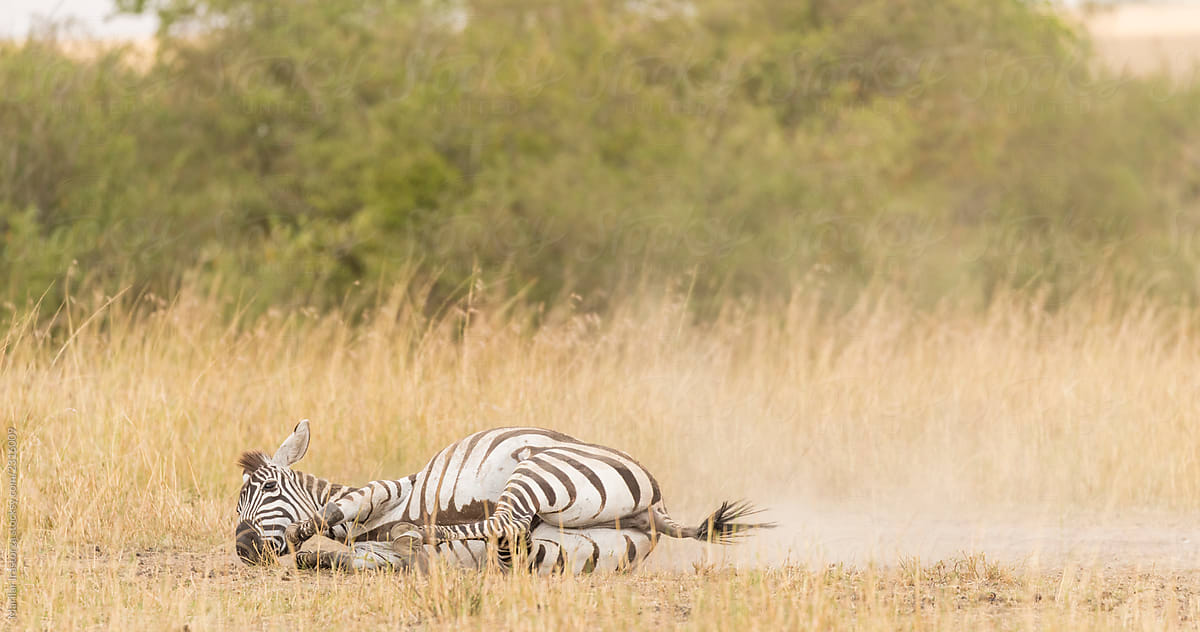 A Zebra Is Cleaned By Rolling In The Dust