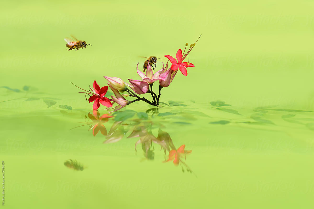 Bees flying to red flowers. Green backdrop