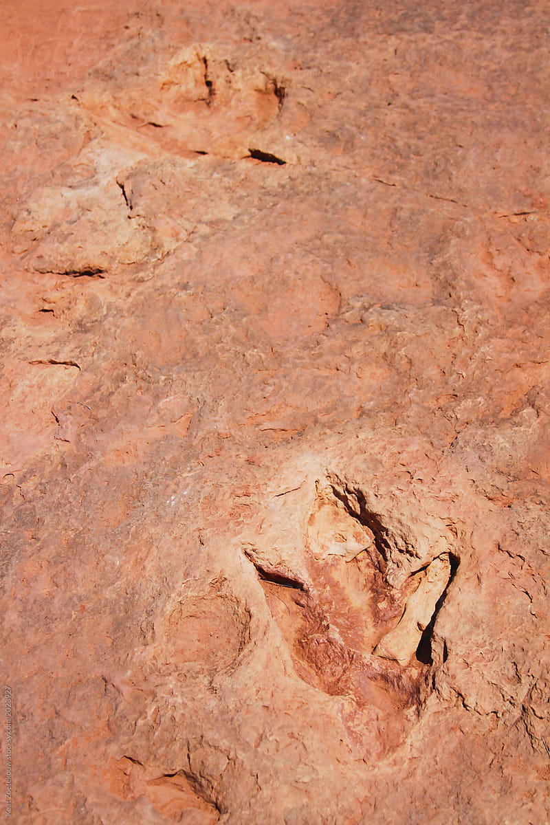 Prehistoric fossils (real) in Arizona