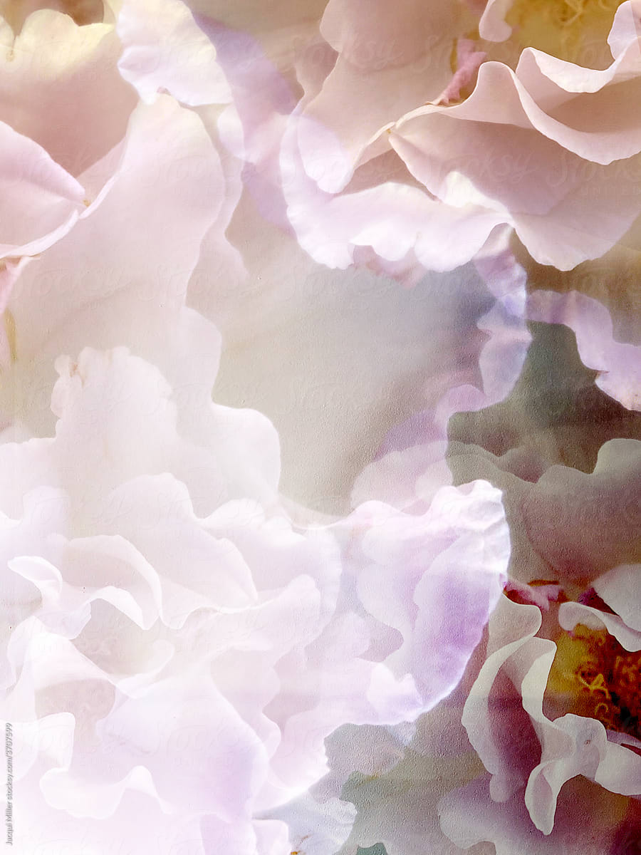Creative background of soft pink flowers