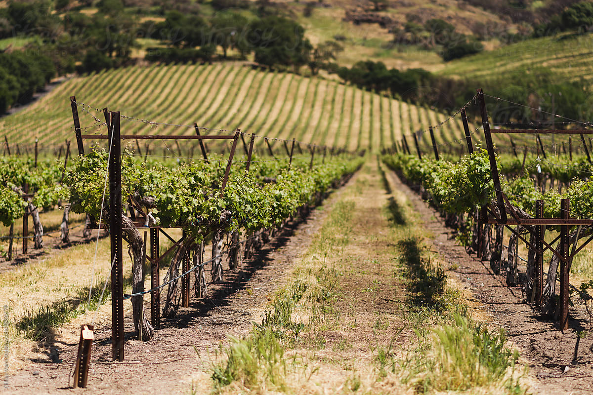 vineyard in Napa Valley