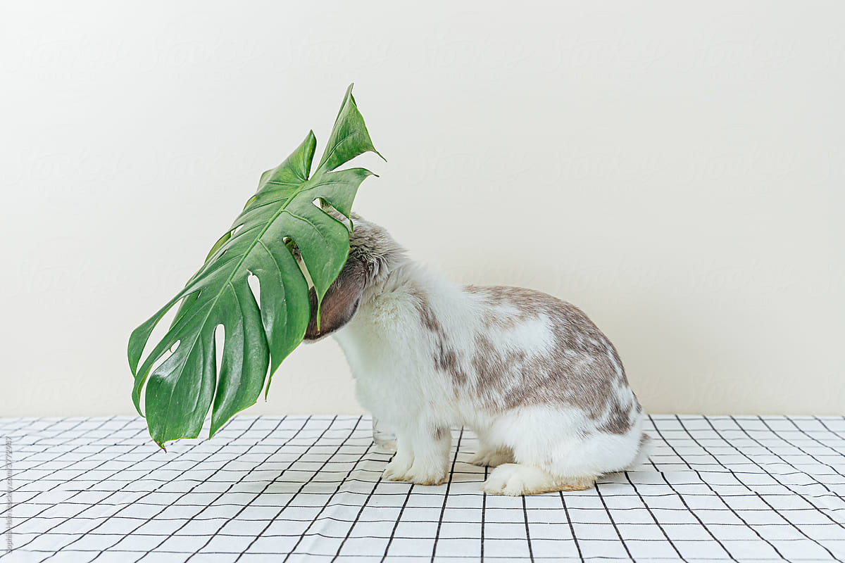 Cute rabbit with a monstera leaf