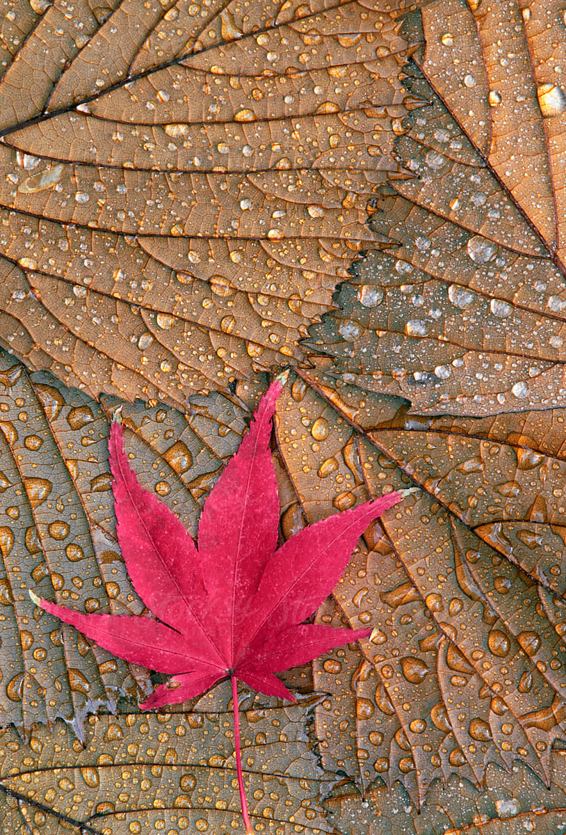 Japanese maple leaf magnolia leaves autumn raindrops