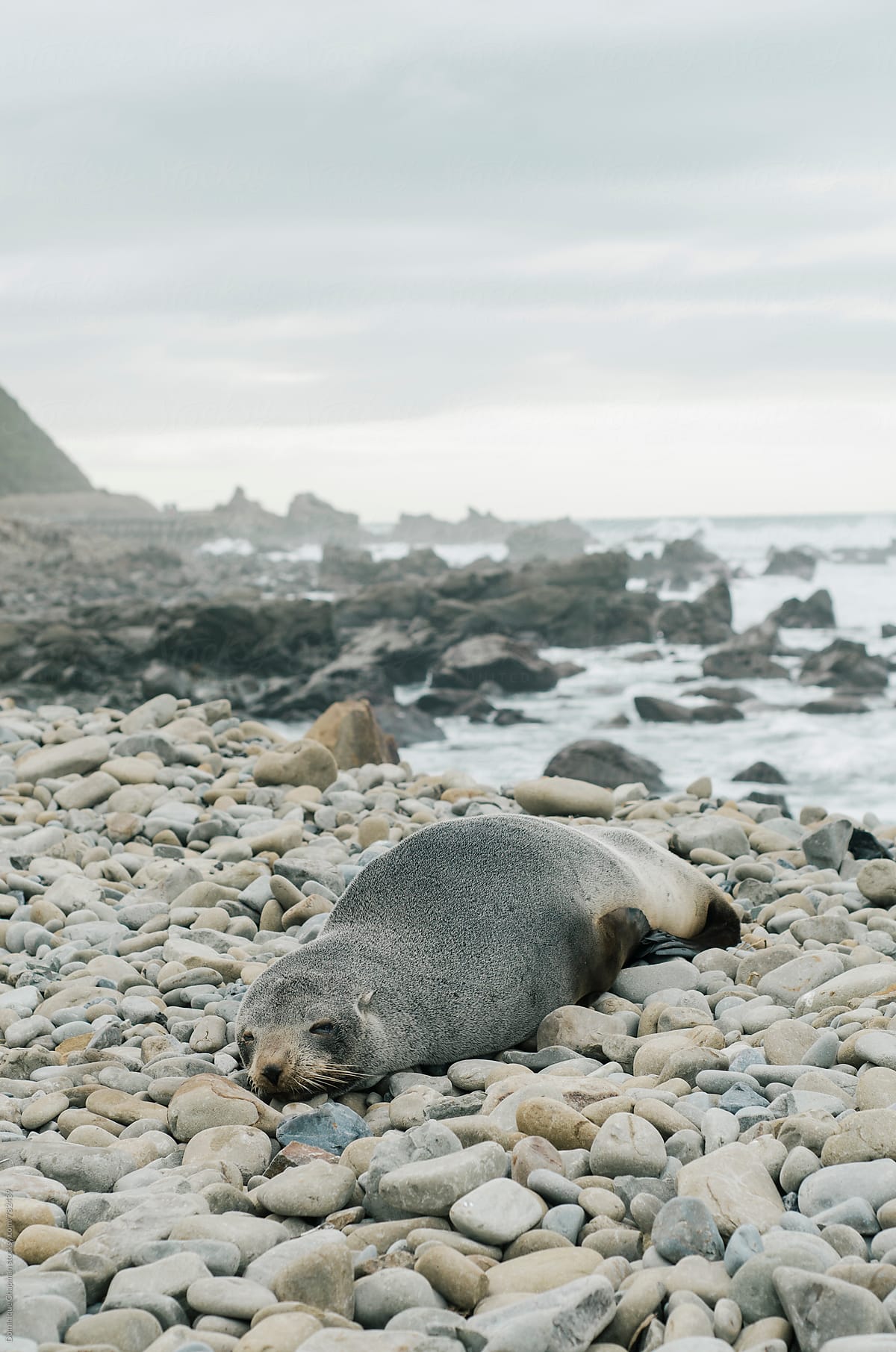 Seal resting on rocks by ocean
