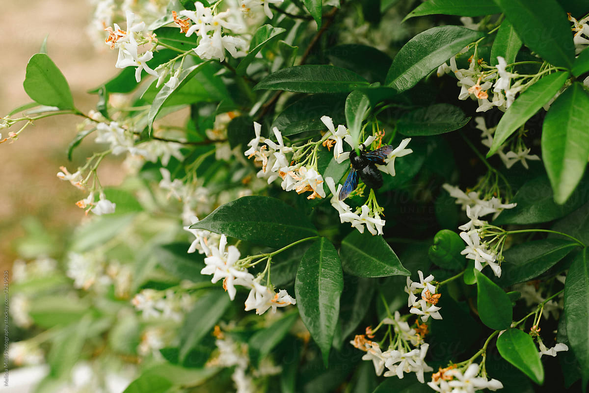 close up of star jasmine blooming and one black beetle on a flower
