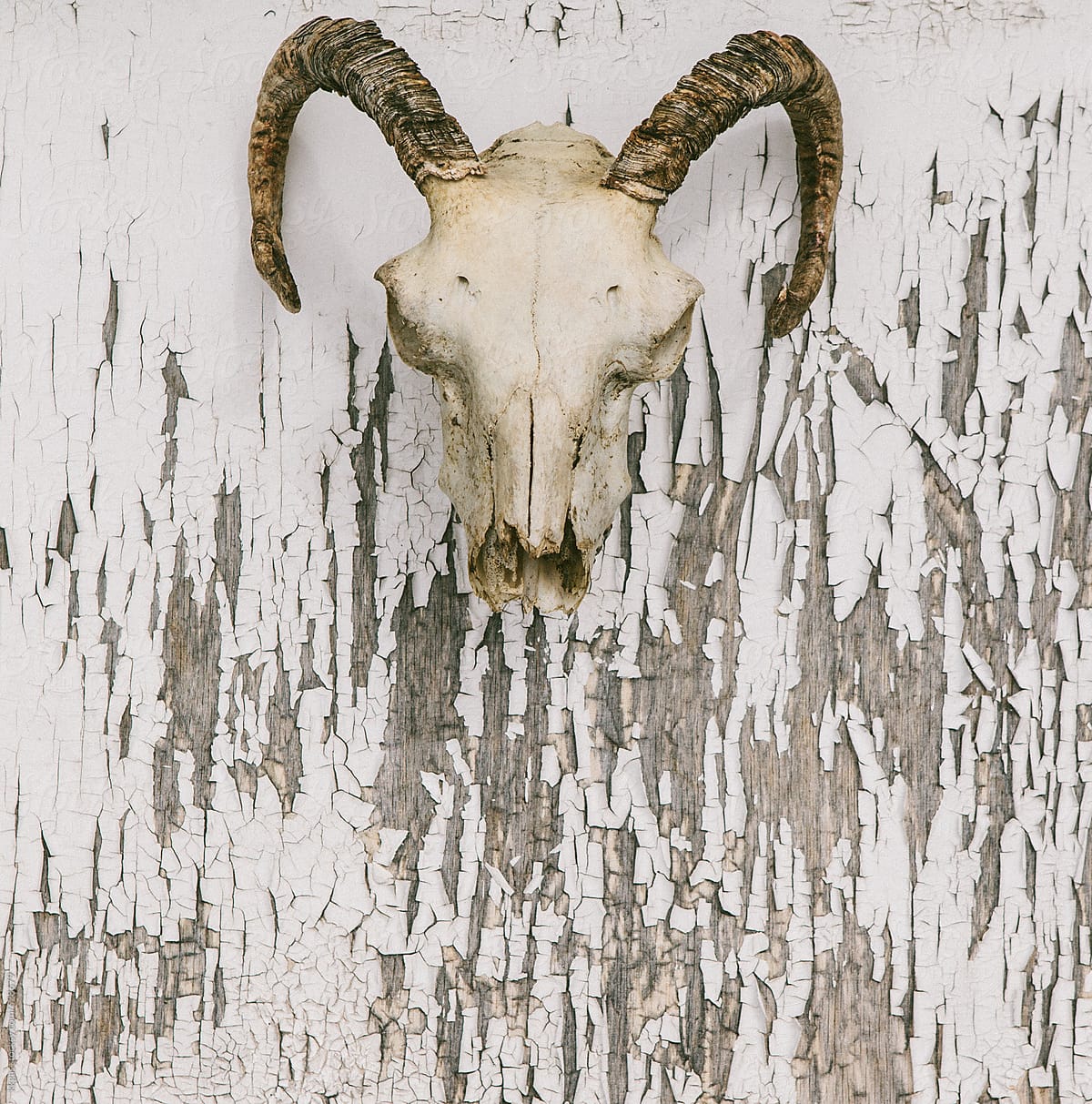 Rams skull over distressed paint background