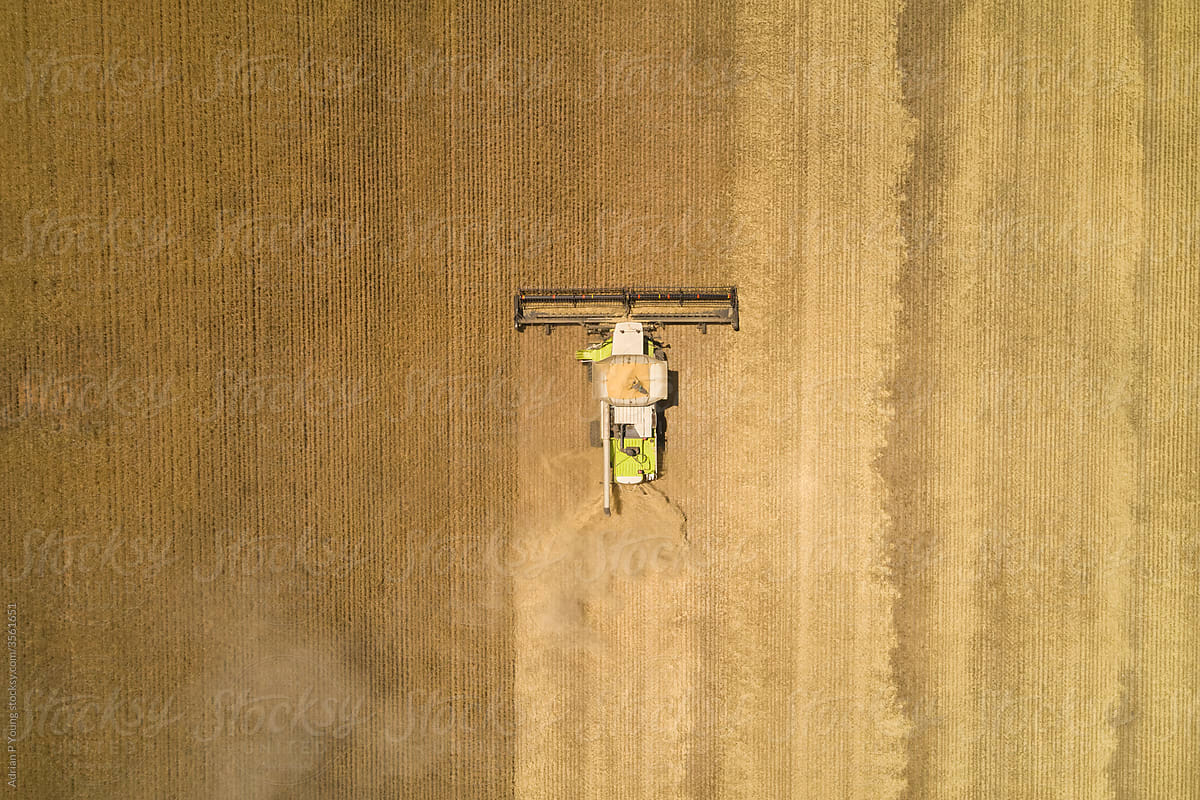 Header Harvesting Crop in Western Australia