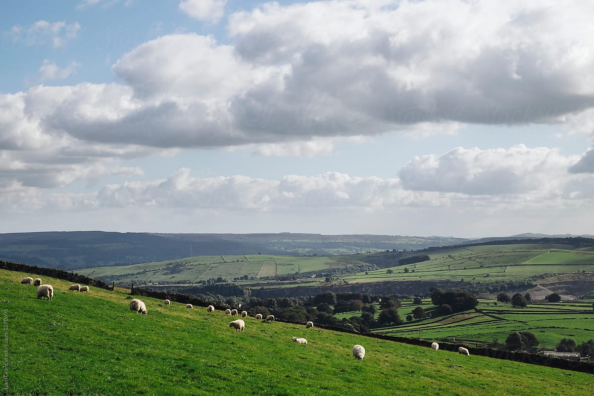 Sheep grazing on a hillside. Derbyshire, UK.