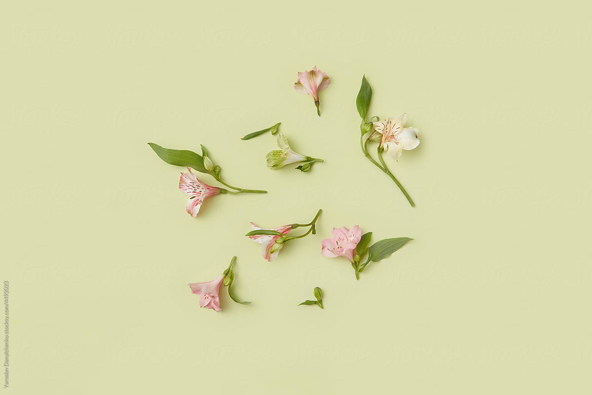 Flower petals and green leaves on pastel background